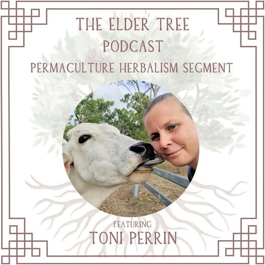 Elder Tree Podcast Interview