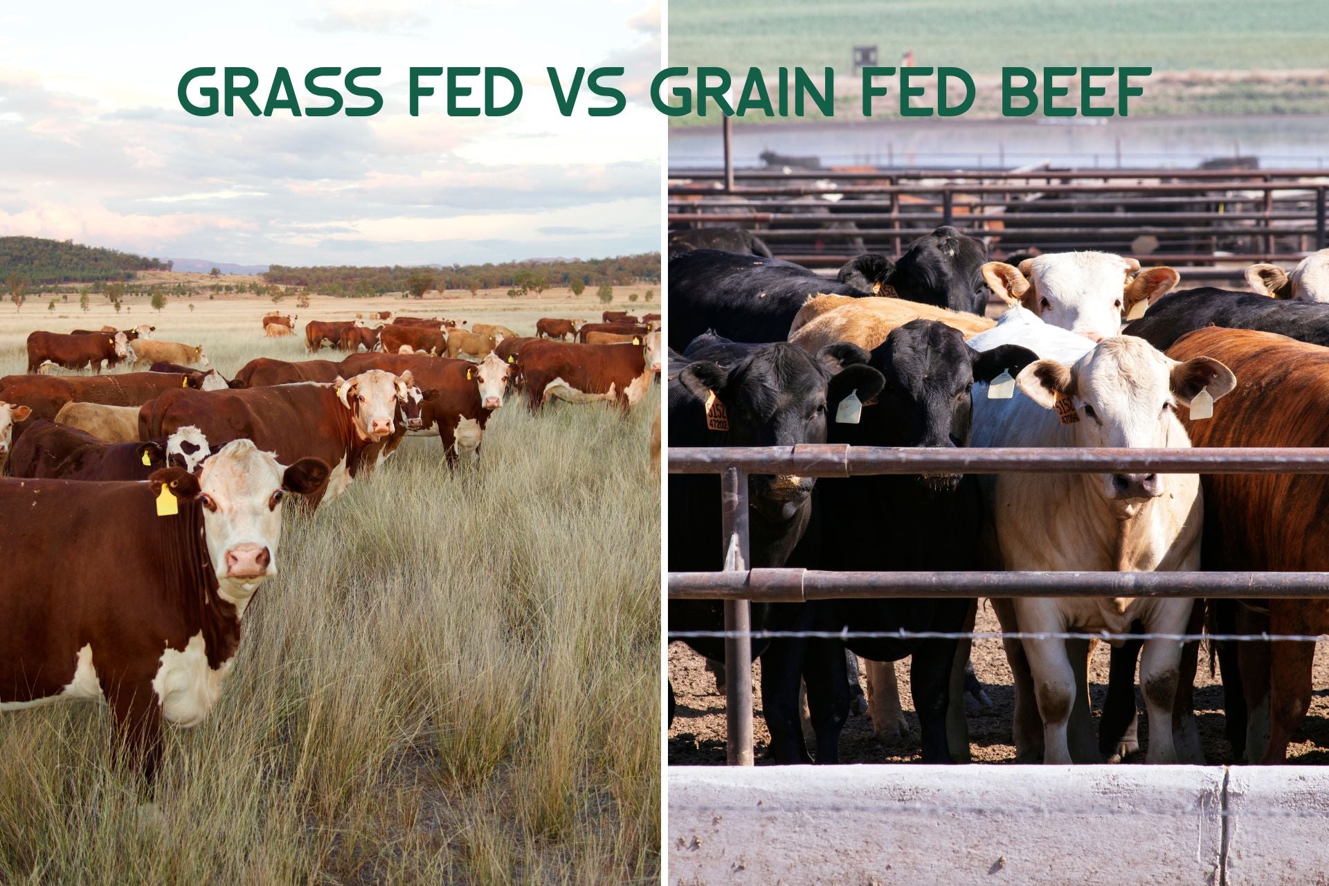 Grass Fed Vs. Grain Fed Beef – Millstream Meadows