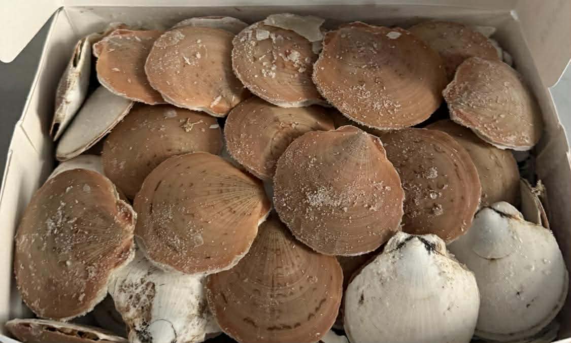 Scallops in the Shell - 1Kg Bag